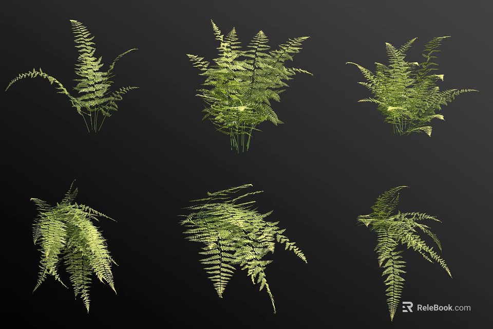Various Green Fern Plants With Lush Foliage For Indoor Decoration 3d model 