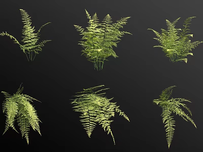 Various Green Fern Plants With Lush Foliage For Indoor Decoration 3d model