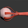 Detailed Human Eye Anatomy Model Showing Internal Structures And Blood Vessels