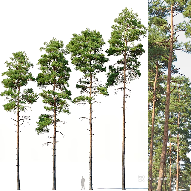 Tall Arbor Trees With Green Foliage And Different Growth Forms In Natural Setting 3d model