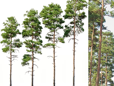 Tall Arbor Trees With Green Foliage And Different Growth Forms In Natural Setting 3d model