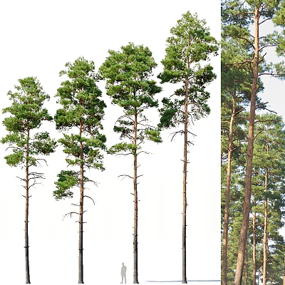 Modern pine landscape tree 3d model