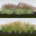 Ornamental Grasses Tall Feathery Red Green and Golden Foliage for Garden Decoration