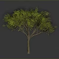 Isolated Tree With Vibrant Green Leaves And Brown Trunk In Gray Background