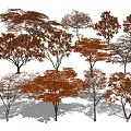 Multiple Types Of Autumn Trees With Brown Red Foliage And Natural Shadows