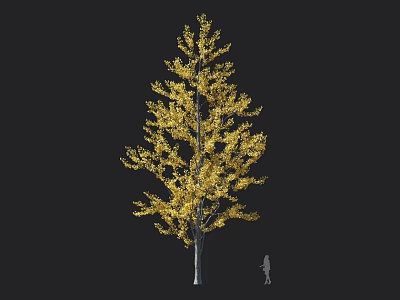 Tall Deciduous Tree With Golden Foliage And Human Figure For Scale Reference 3d model