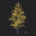 Tall Deciduous Tree With Golden Foliage And Human Figure For Scale Reference