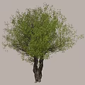 Tree Pit Featuring Lush Green Tree with Twin Trunks and Dense Foliage