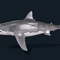 Great White Shark Swimming With Open Mouth Sharp Teeth Gray Skin