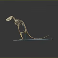 Animal Skeleton Organ Model With Hair Sample Display On Blue Base For Study