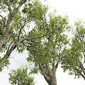 Lush Tall Arbor Tree With Green Foliage Thick Trunk And Spreading Branches