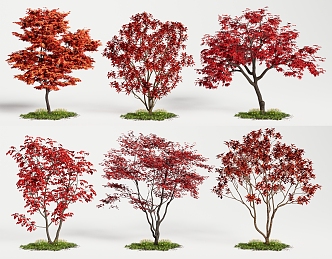 Tree Red Maple Landscape Tree Acer Maple Tree Red Leaf Tree 3d model