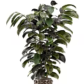 Tall Indoor Garden Decor Plant With Broad Dark Green And Black Leaves In Decorative Pot