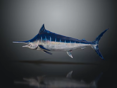 Blue And Silver Swordfish With Long Bill Sleek Body And Reflection On Dark Background 3d model