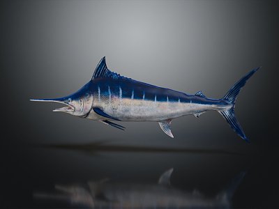 modern sailfish marine fish 3d model