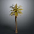Lush Tropical Palm Tree With Green and Yellow Leaves And Brown Trunk