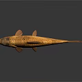 Realistic Golden Carp Fish With Shiny Scales And Reflection On Dark Background