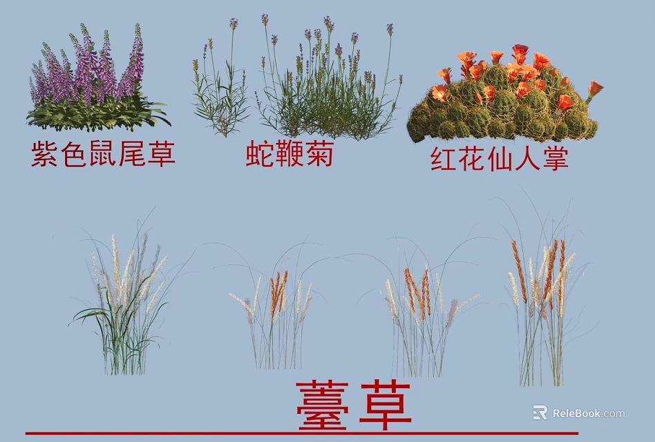 Diverse Flowers and Grasses Including Purple Sage Rattlesnake Master Red Flower Cactus and Yarrow 3d model 