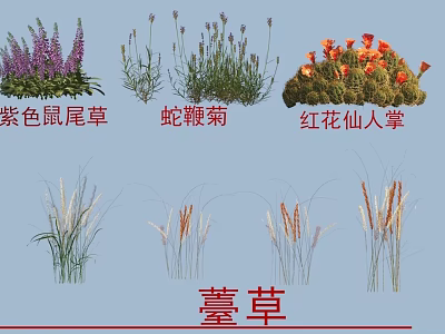 Diverse Flowers and Grasses Including Purple Sage Rattlesnake Master Red Flower Cactus and Yarrow 3d model