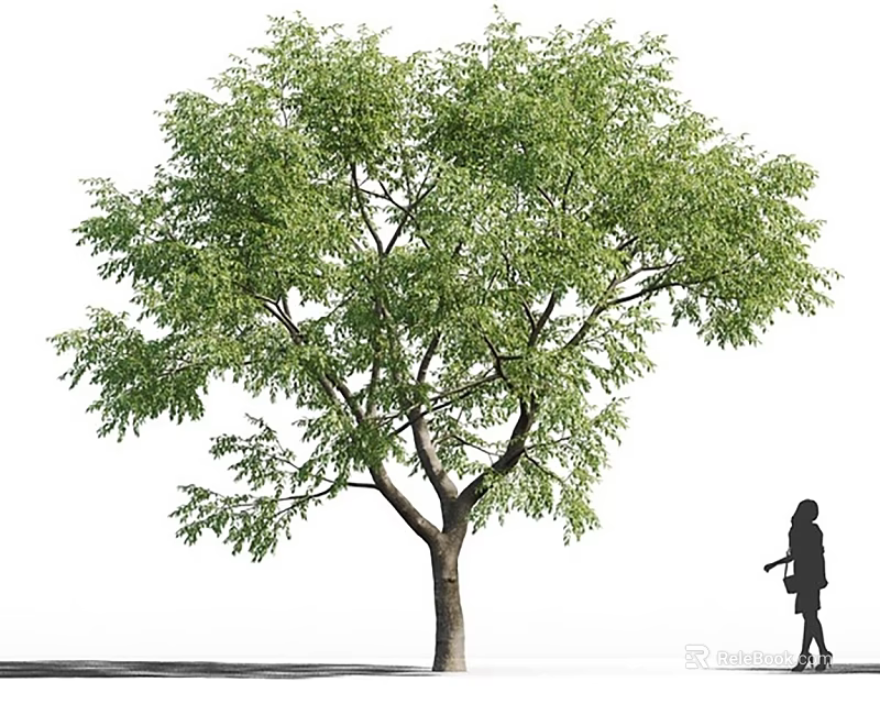 Lush Arbor With Dense Green Leaves Strong Trunk And Person Walking Outdoors 3d model 