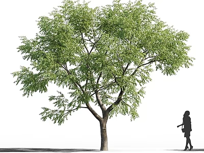 Lush Arbor With Dense Green Leaves Strong Trunk And Person Walking Outdoors 3d model