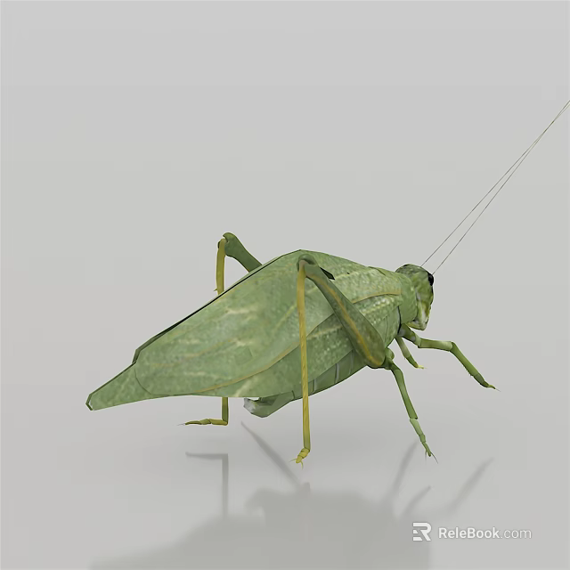 Green Leaf Insect As Flying Animal With Detailed Wings And Body Structure 3d model 
