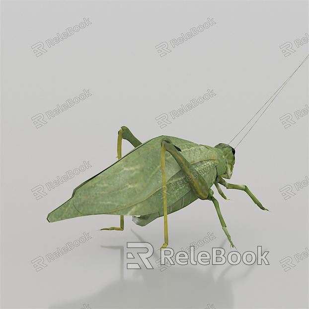 Modern katydids model