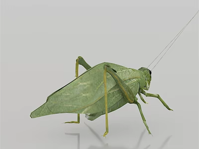 Green Leaf Insect As Flying Animal With Detailed Wings And Body Structure 3d model