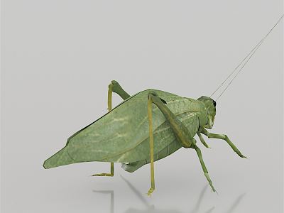 Modern katydids model