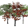 Vibrant Trees With Red And Green Foliage In Natural Arrangement