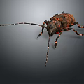Close Up View Of Beetle With Long Antennae Spotted Exoskeleton Multiple Legs On Gray Background