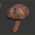 Detailed Mushroom Plant With Textured Brown Red Cap And Long Stem