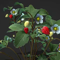 Fresh Strawberry Plant with Green Leaves White Flowers Red and Yellow Ripe Fruits