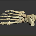 Detailed 3D Anatomical Foot Skeleton Model For Medical Device Visualization Applications