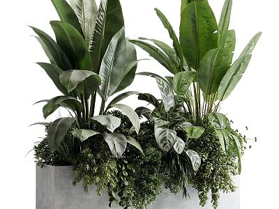 Lush Green Potted Plants With Large Leaves In Concrete Planter For Modern Home Decor 3d model