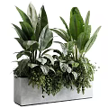 Lush Green Potted Plants With Large Leaves In Concrete Planter For Modern Home Decor