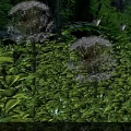 Lush Green Leaves Surrounding Fluffy Dandelion Seed Heads With Butterflies