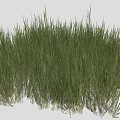 Vibrant Green Grass Clumps In Varied Heights For Garden Landscape Design