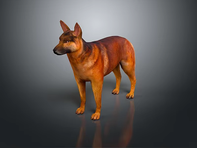 Brown And Tan Dog Standing On Dark Reflective Surface With Alert Ears And Muscular Build 3d model