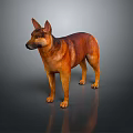 Brown And Tan Dog Standing On Dark Reflective Surface With Alert Ears And Muscular Build