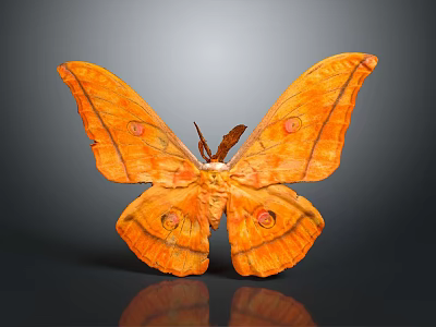 Orange Moth With Large Spotted Wings On Gray Background And Reflection 3d model