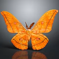 Orange Moth With Large Spotted Wings On Gray Background And Reflection 3d model