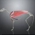 3D Animal Skeleton Anatomical Structure With Visible Red Muscles And Bone Details