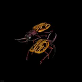 Two Yellow And Red Beetles With Intricate Patterns And Large Horns 3d model