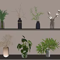 Aquatic Plants Display In Glass And Ceramic Vases On Double Layer Shelves With Green Foliage