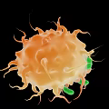 Microscopic Immune Cell With Orange Body Green Structures And Protrusions