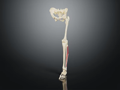 Human Lower Limb Skeleton Anatomical Structure With Red Marked Muscles 3d model