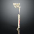 Human Lower Limb Skeleton Anatomical Structure With Red Marked Muscles 3d model