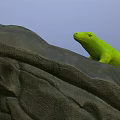 Green Lizard Perched On A Rocky Surface With Fresh Green Leaves