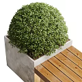 Evergreen Shrub with Lush Green Leaves and Round Shape for Garden Landscaping Design